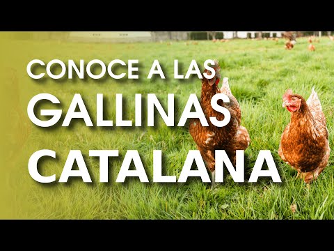 Gallina Catalana