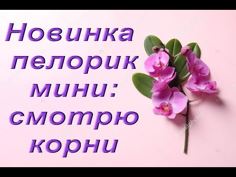 Орхидея ПЕЛОРИК мини:КОРНИ и пересадка