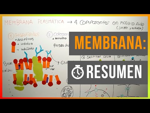 La Membrana Plasmática en 3 Minutos