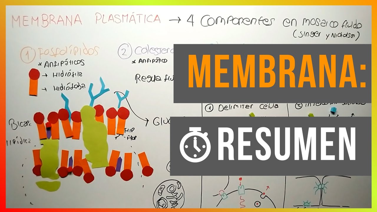 La Membrana Plasmática en 3 Minutos