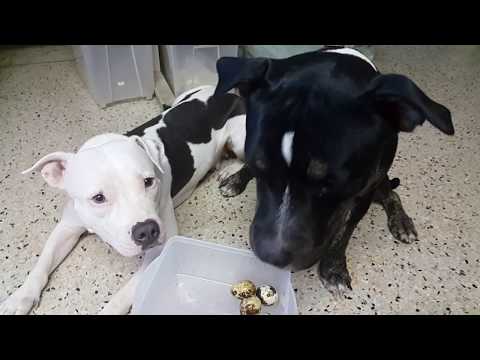 Pit bulls eat raw quail eggs [ASMR]