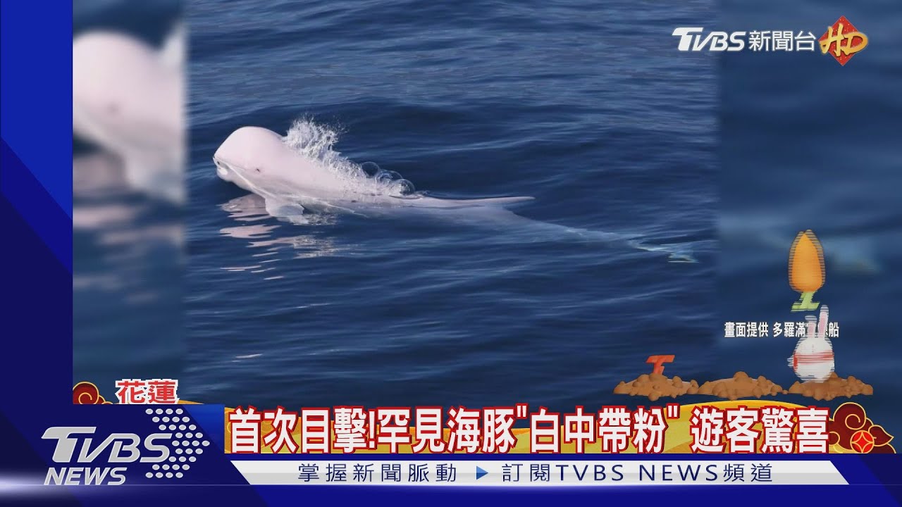 首次目擊！罕見海豚「白中帶粉」　遊客驚喜