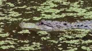 preview picture of video 'Alligator Zen at Catoctin Wildlife Preserve and Zoo'
