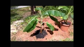 Planting banana trees