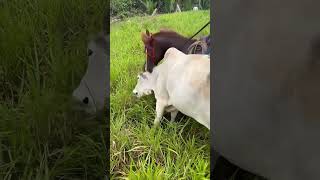 cavalo bom de gado