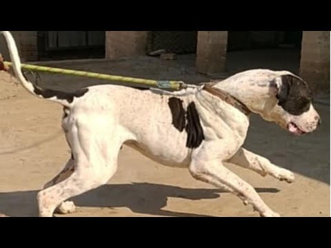 Pakistani Bully Kutta RAMLA Owner Naeem from Hazro | Bully Dog Ramla!!! Must Watch