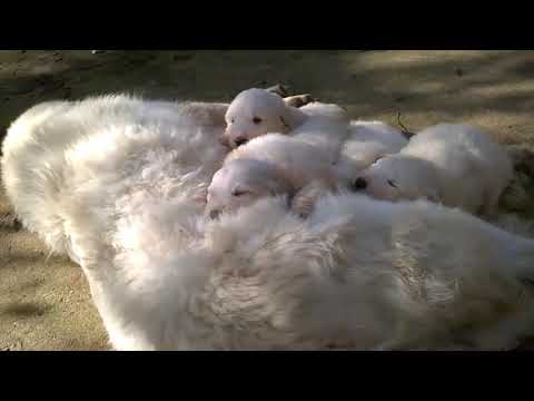 Cuccioli Cane da Montagna dei Pirenei maschi femmine in vendita