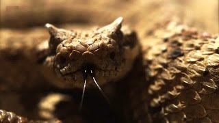 JokerSplashDown - Serpent&#39;s Kiss [The Mission Cover]