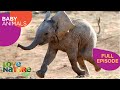 Too Cute To Handle Baby Elephant Gorilla Bison Baby Animals 101