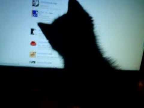 alien fight with my cat