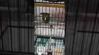 Download lagu Cililin Gacor Durasi Panjang Untuk Masteran Murai Batu, Kacer Dan Cucak ijo mp3