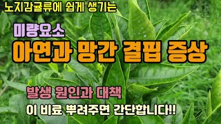 감귤류 미량요소 아연(Zn)과 망간(Mn) 결핍 증상과 미량요소비료 야라비료(야라밀리)로 간단히 결핍증상을 …