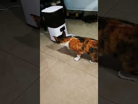 Our new cat food feeder !