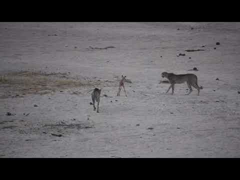 A female cheetah and two youngsters catching a young impala.