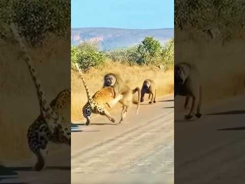 Heroic Alpha Baboon Saves His Group From a Leopard