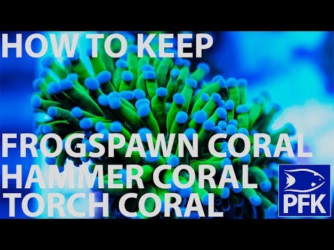 , title : 'How to take care of Torch, Hammer and frogspawn coral - Euphyllia genus'
