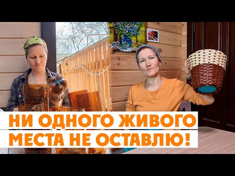 ЖАДНАЯ, ВСЕ ДЛЯ СЕБЯ❗ Заработок в деревне, плетение кашпо из ротанга, петунии, цветы  23 апреля 2024