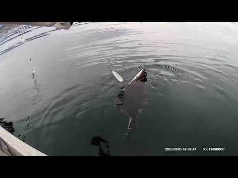 15 Minutes of Fishing and Swearing - Deep Six Diver - Pink Salmon