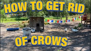 How to get Rid of Crows!