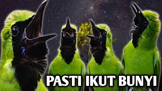 Download lagu TERAPI CUCAK IJO BAHAN, biar rajin bunyi cepet nyaman mp3 Download lagu TERAPI CUCAK IJO BAHAN, biar rajin bunyi cepet nyaman mp3