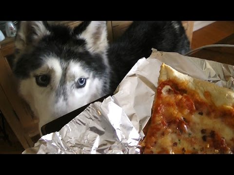 MISHKA EATS PIZZA AND BURPS!