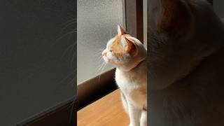 #猫 #cat #愛猫 #ねこ #ネコちゃん #ネコ #ねこちゃん #猫動画 #三毛猫 #動物 #可愛い #猫のいる暮らし