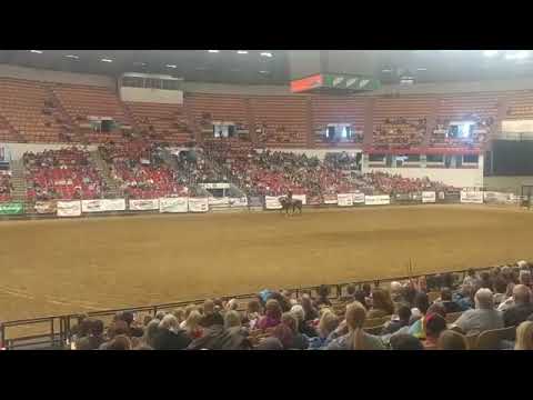 Midwest horse fair, Cotton demo 2018
