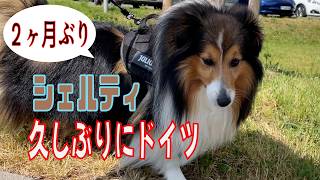 【シェルティ】久しぶりにドイツ【フランス田舎暮らし🇫🇷】#犬の散歩 #賢い犬 #犬のいる暮らし #マイペースな犬