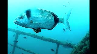 al santuari amb la Noe -Calm Down -l&#39;escala-