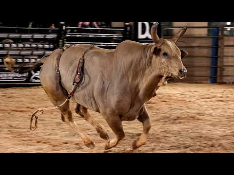 RODEIO de TURIÚBA-SP 2026 - MELHORES TOUROS | SEXTA FEIRA