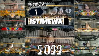 Download lagu 150 SUARA PERKUTUT BANGKOK PRODUK [2022] || RING JIHAN BIRD FARM PASURUAN mp3