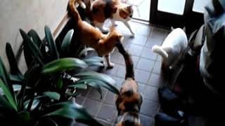 猫が沢山