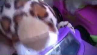 kj-52   &quot;Ya Bref Stank&quot;   with interlude