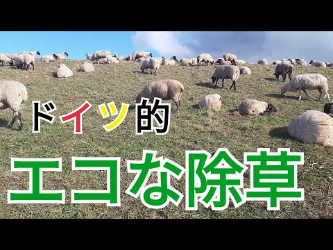 エルベ川河口の気候ガスホットスポット