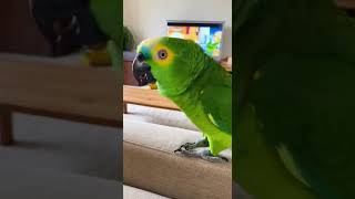 Bino Revoltado com Dinheiro 💸🦜