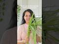 How to Store Lemongrass Upto a Year #kitchenhacks #tipsandtricks
