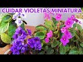 how to care for miniature african violets chuyito gardener