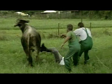 Metzger wird von Ochsen angegriffen!
