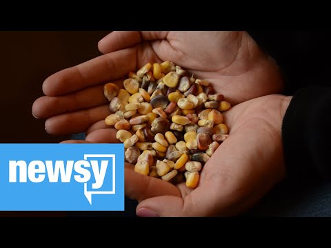 Tribe seeds head to 'Doomsday' vault