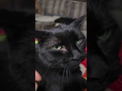 Conrad says, "Have a wonderful evening. #laurascats #catsoftwitter #catsoffacebook #catsofinstagram