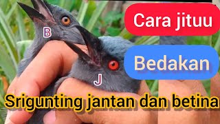 Download lagu Tips for Differentiating Male and Female Grey Shrikes mp3 Download lagu Tips for Differentiating Male and Female Grey Shrikes mp3