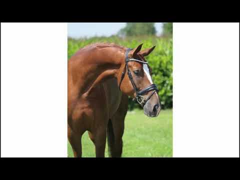 2015 Westfalian gelding by EDWARD top youngster ! www.sporthorses-online.com