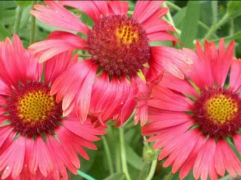 Agrameri - Ruža crvena