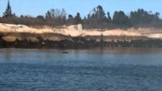 preview picture of video 'Kayaking with a Curious Seal - March 20 2011'