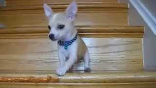 Cute Puppies Using Stairs For The First Time