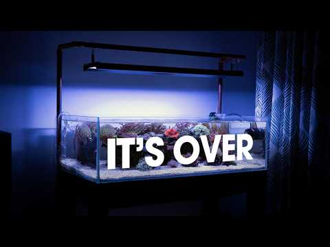 MY FIRST REEF AQUARIUM DAY 365 TO 730