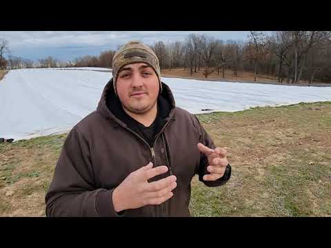 How Often Do I Fertilizer Strawberries 🍓