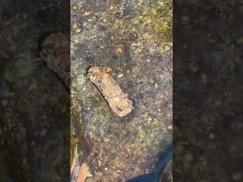 caddisfly larvae