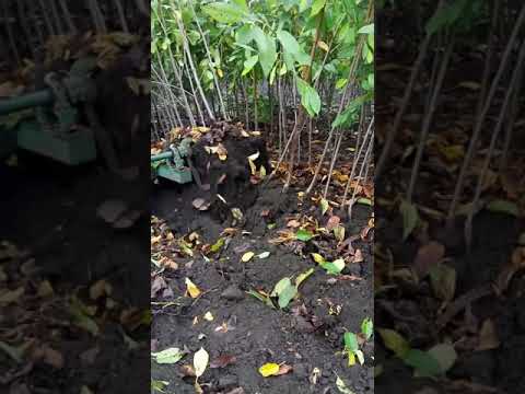 Выкопочный плуг