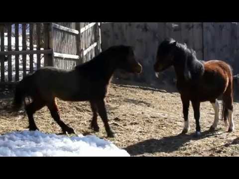 MAJOR HERD REDUCTION - Save $3000!!!!!!!!!!!!!! - AMHA/AMHR/ASPC